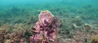 Small clock formations of native oysters on the seabed. Stéphane Pouvreau Ifremer.