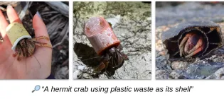 Three images of hermit crabs using plastic waste as their shells, from the iNaturalist citizen science website