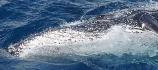 Humpback whale off the coast of Queensland