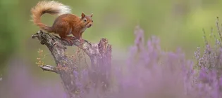Red squirrel sitting on a tree stump with heather in the foreground