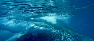 Humpback whale 