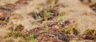 One of hundreds of newly planted tree saplings at the University's land at Drumbrae, Stirlingshire