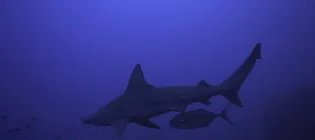 Shadowing behavior displayed by blue runner fish hiding below a sandbar shark before attacking prey. Lampione island, Central Mediterranean sea. Credit: Rocco Canella