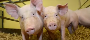 PRRS-resistant pigs in enclosure with straw looking into the camera