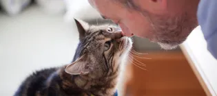 Tabby cat nose to nose with older human male