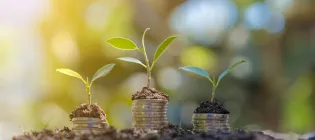 Money coins stacked under planted saplings