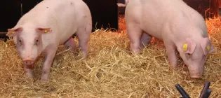 Two gene-edited pigs resistant to classical swine fever
