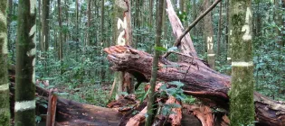 View through Australia’s relict tropical rainforest