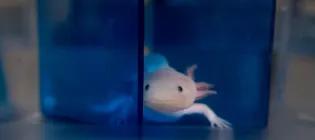 Axolotl pictured in water tank looking out from blue tunnel