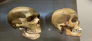 A human and a Neanderthal skull pictured at the National Museum of Scotland