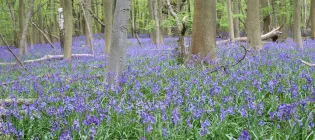 Hyacinthoides- common bluebell growing at the University of Oxford's Wytham Woods site.