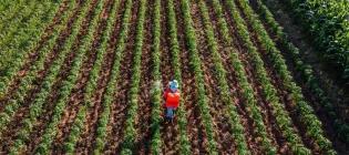 person walking in a green feild with rows of plants. Orange container on back. Spraying the feild.