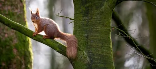 Red squirrel standing on the branch of a tree in Scottish woodland