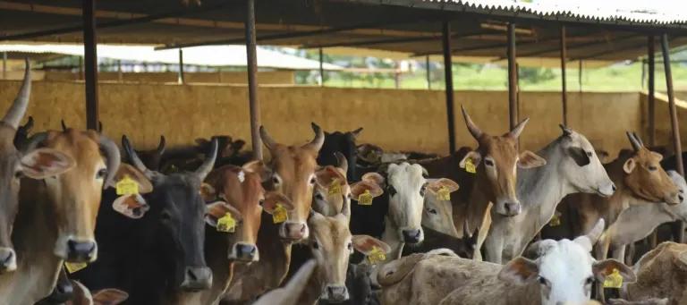 Row of cows under shelter