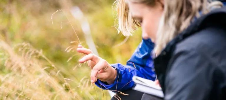 students examoine a piece of long grass