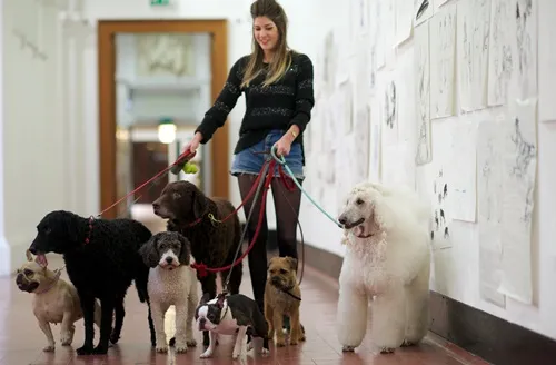 Studnet with dogs at Best in Show