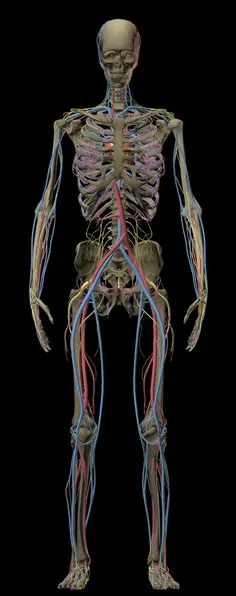 Hologram of human body