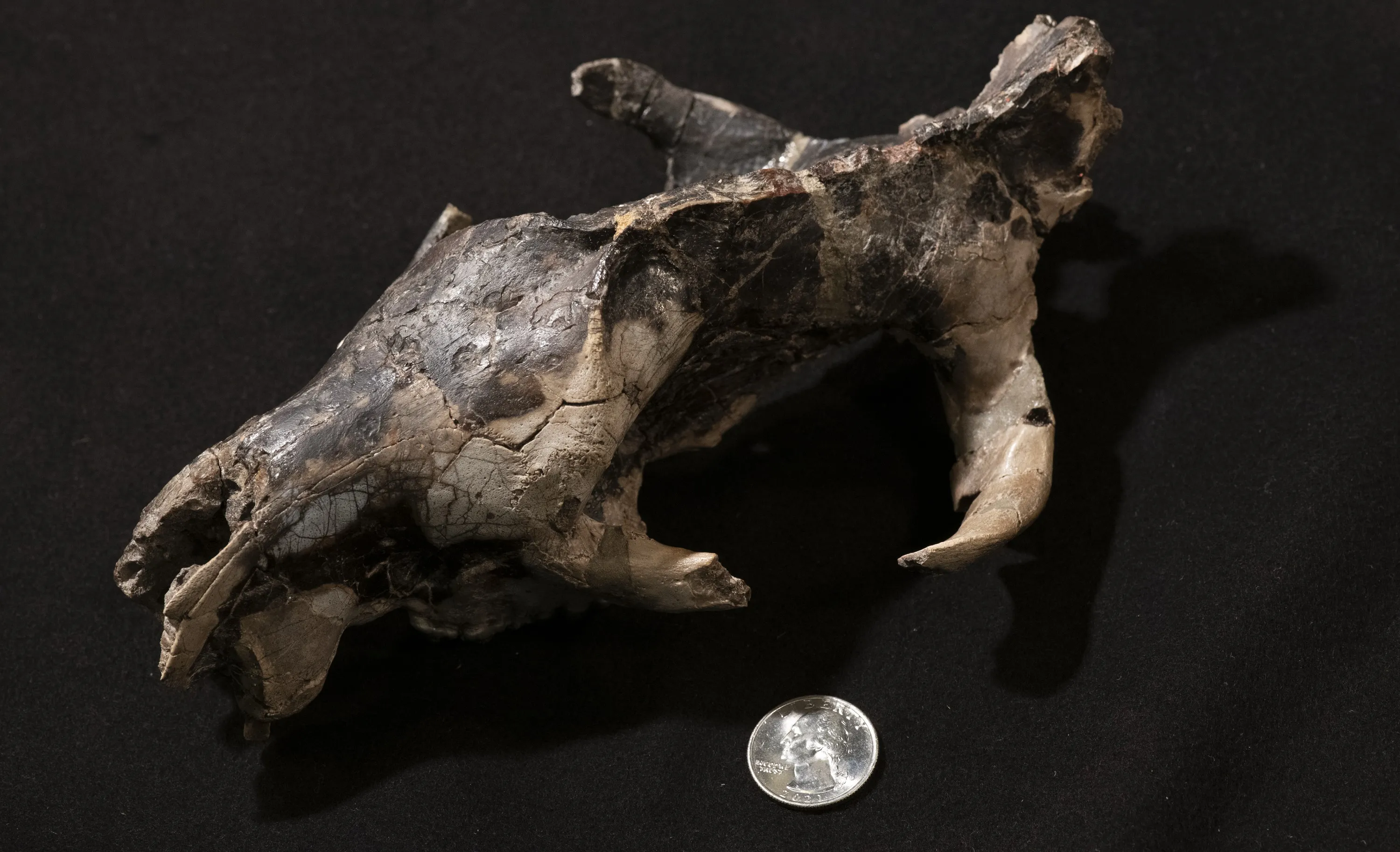 Image of cranium of the Paleocene mammal Claenodon ferox, a carnivorous predator most closely related to the group including living pigs, sheep and other even-toed ungulates