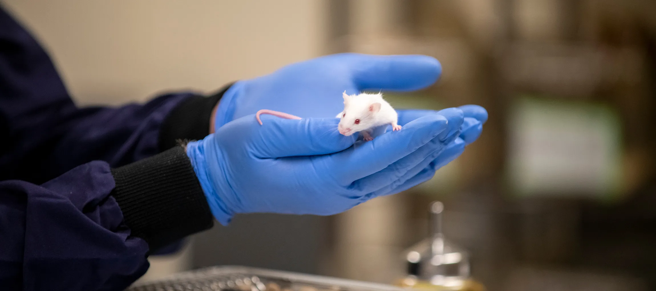 white mouse sitting on gloved hands of an animal technician