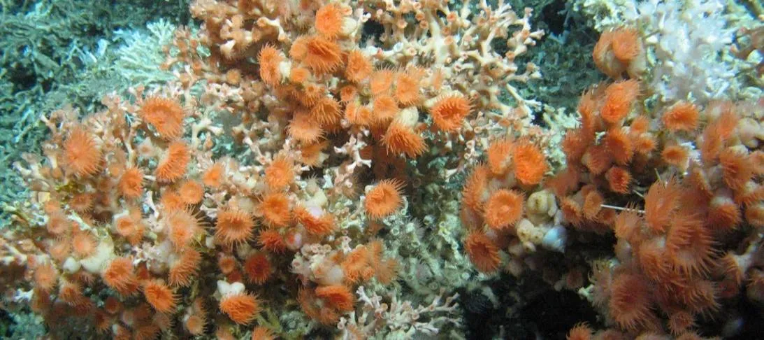 Anemones at Rockall Bank
