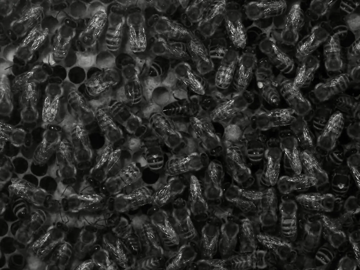 Colony of honeybees on a honeycomb