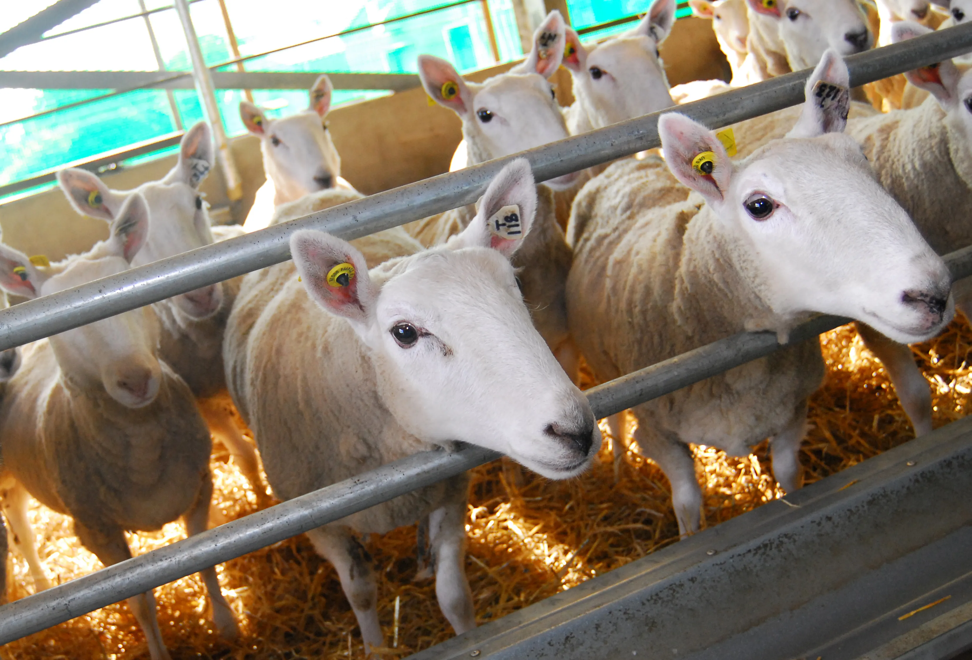 Sheep in a pen at Dryden Farm