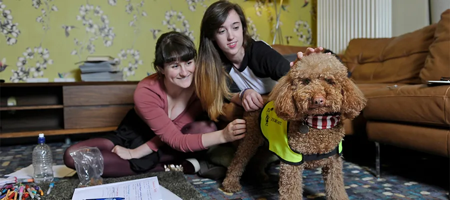 Therapets Tigger mini poodle