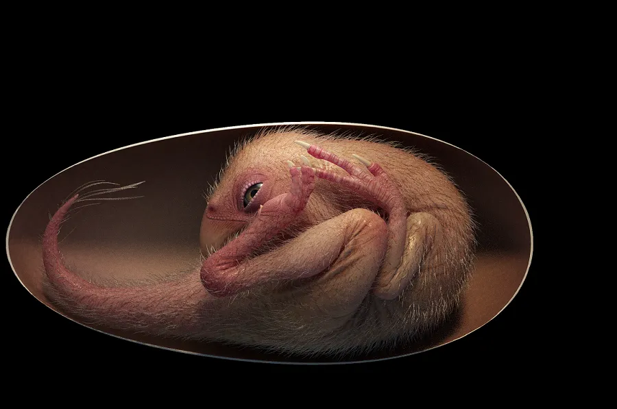 Dinosaur embryo