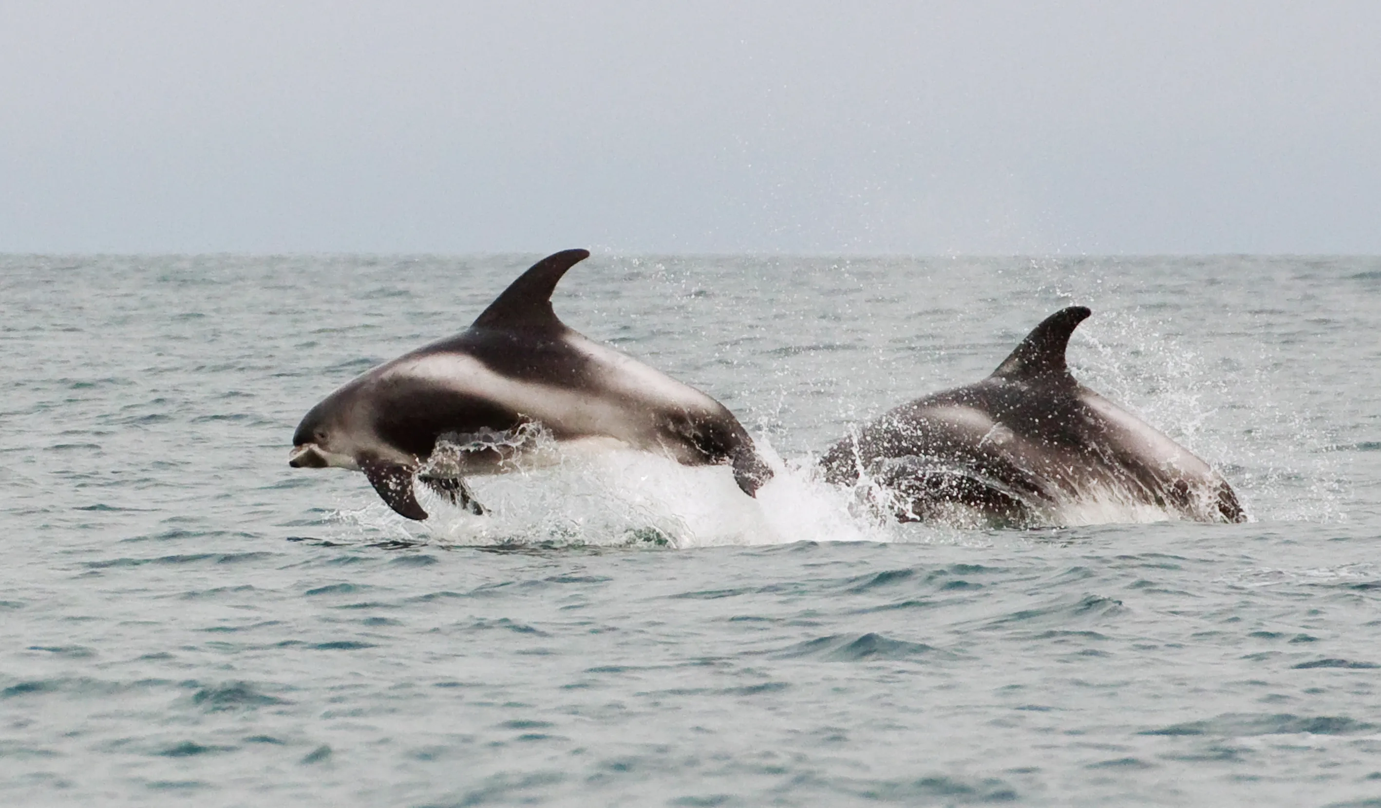 Dolphins
