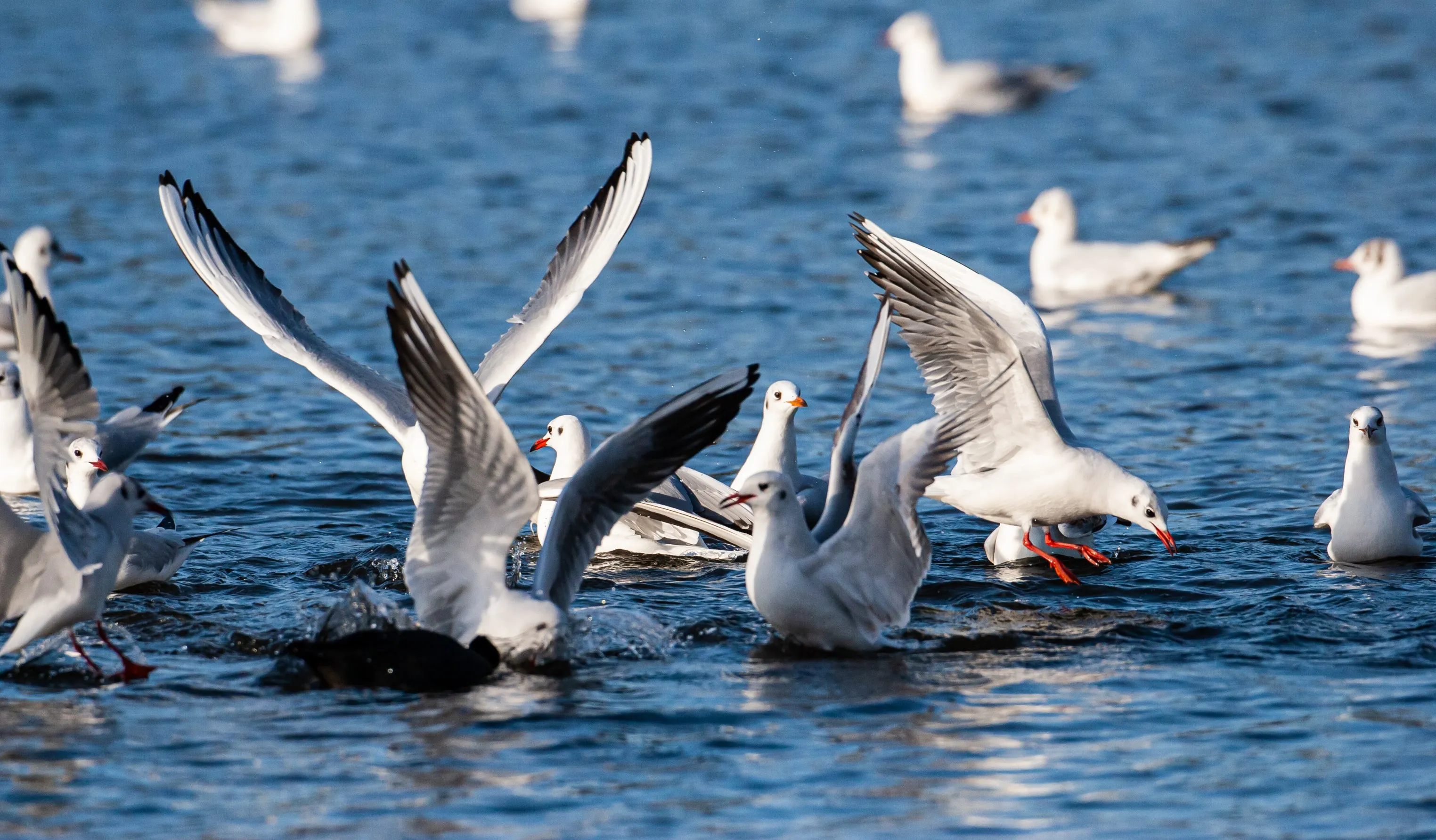 Flock of gulls pictured on a body of water