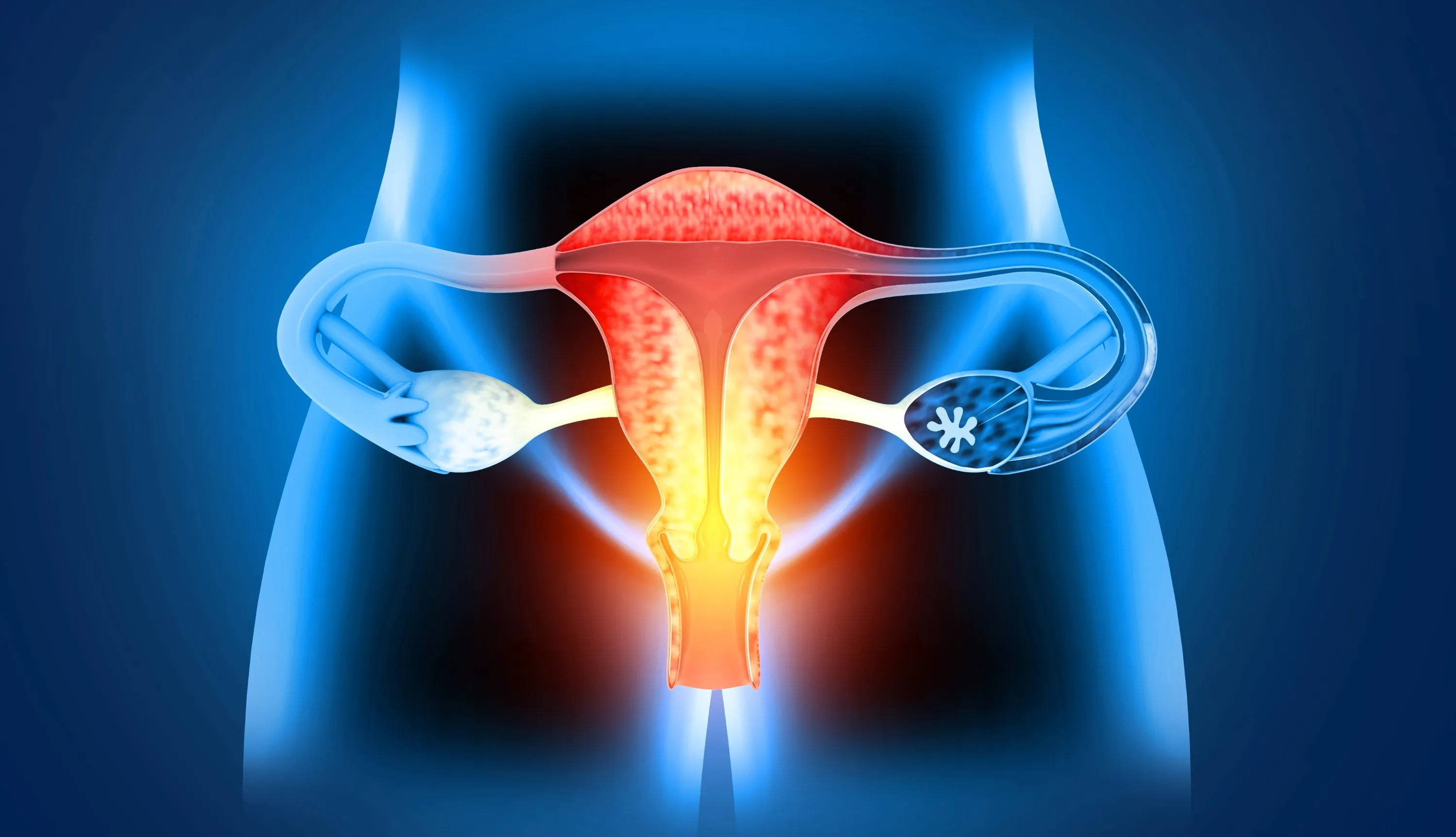 Graphical representation of a womb, highlighted in red and orange on a blue body