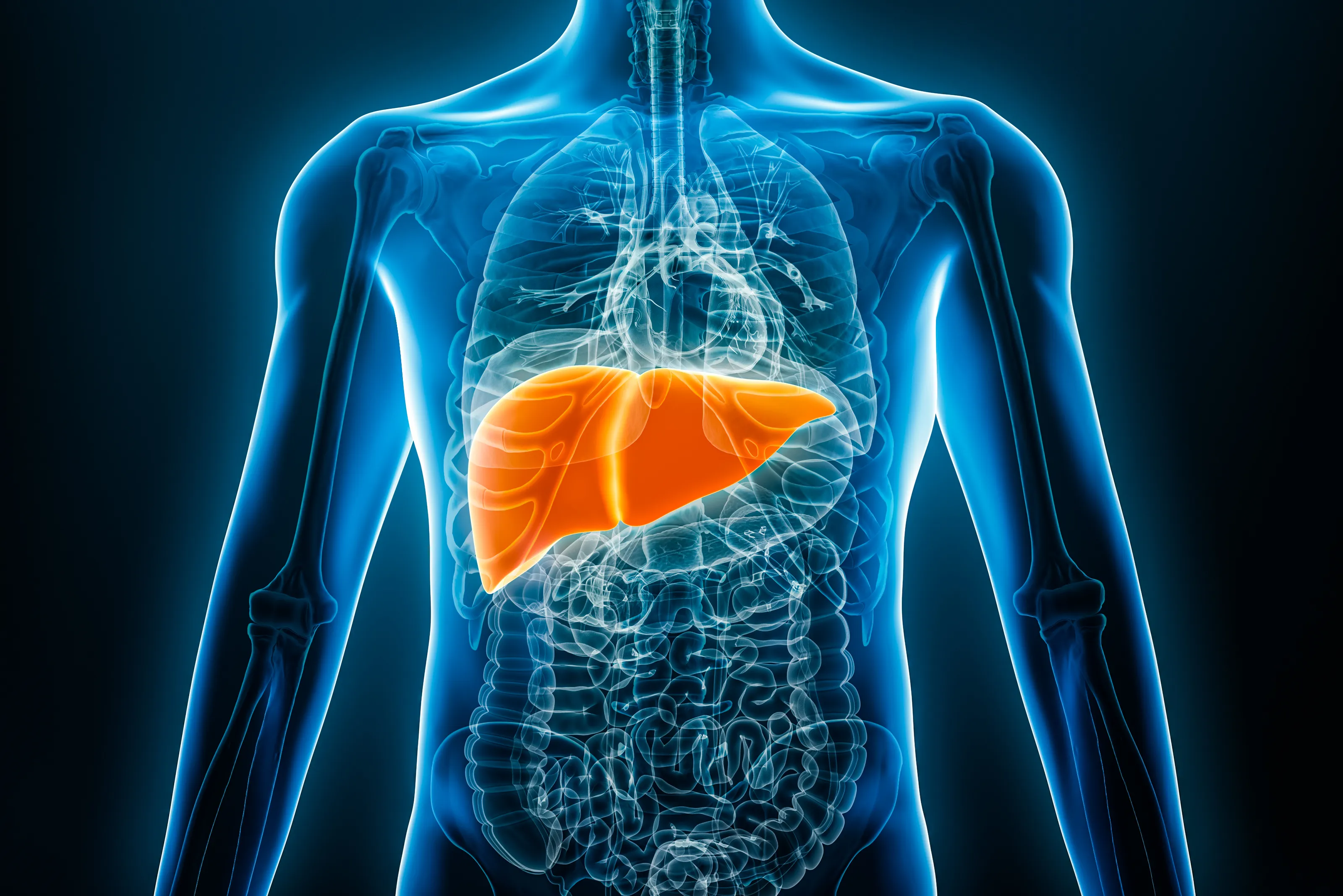 Medical 3D illustration of male body with outline of internal organs. The liver is highlighted in orange.