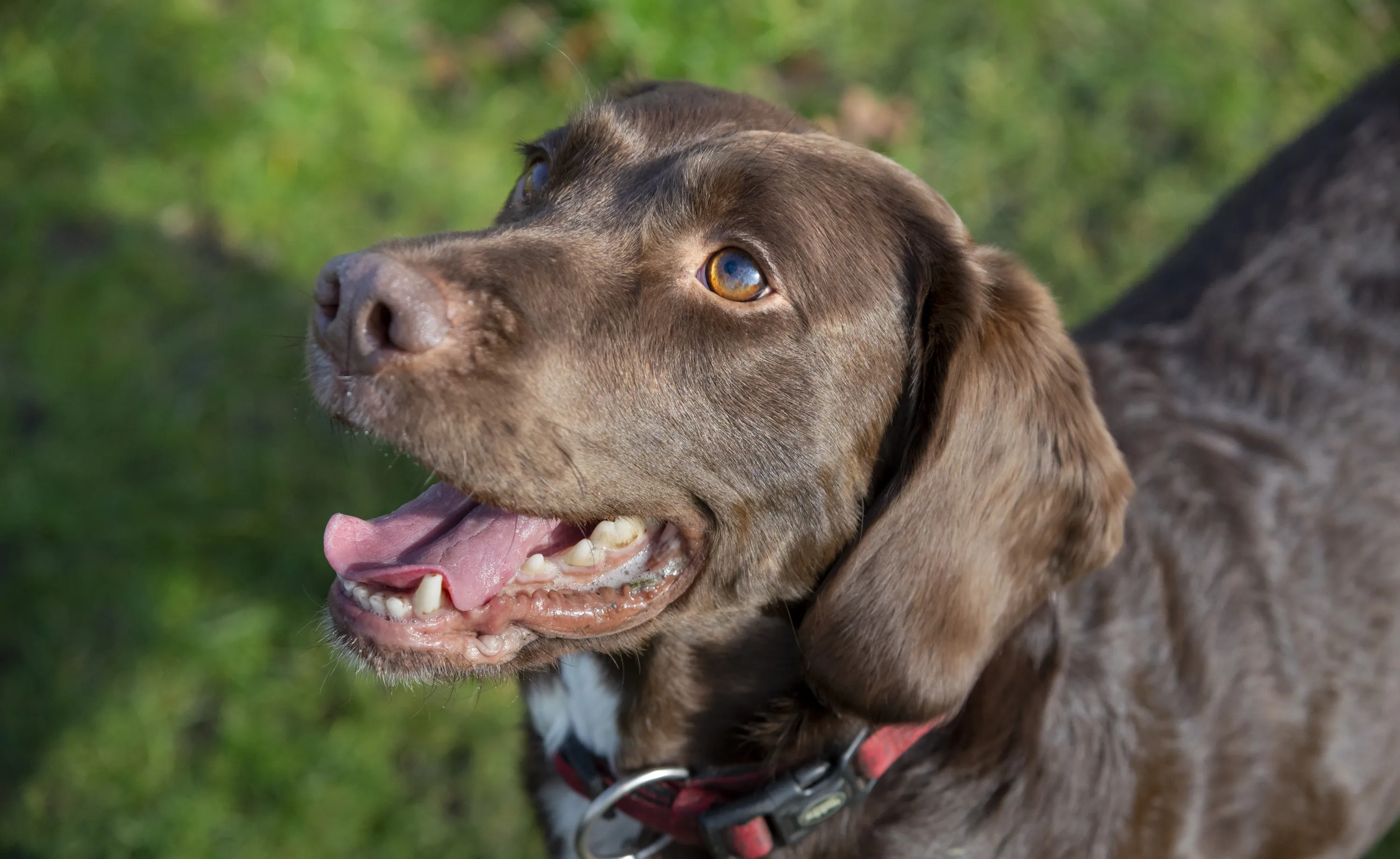 Close up of a brown Springador dog outside with its mouth open