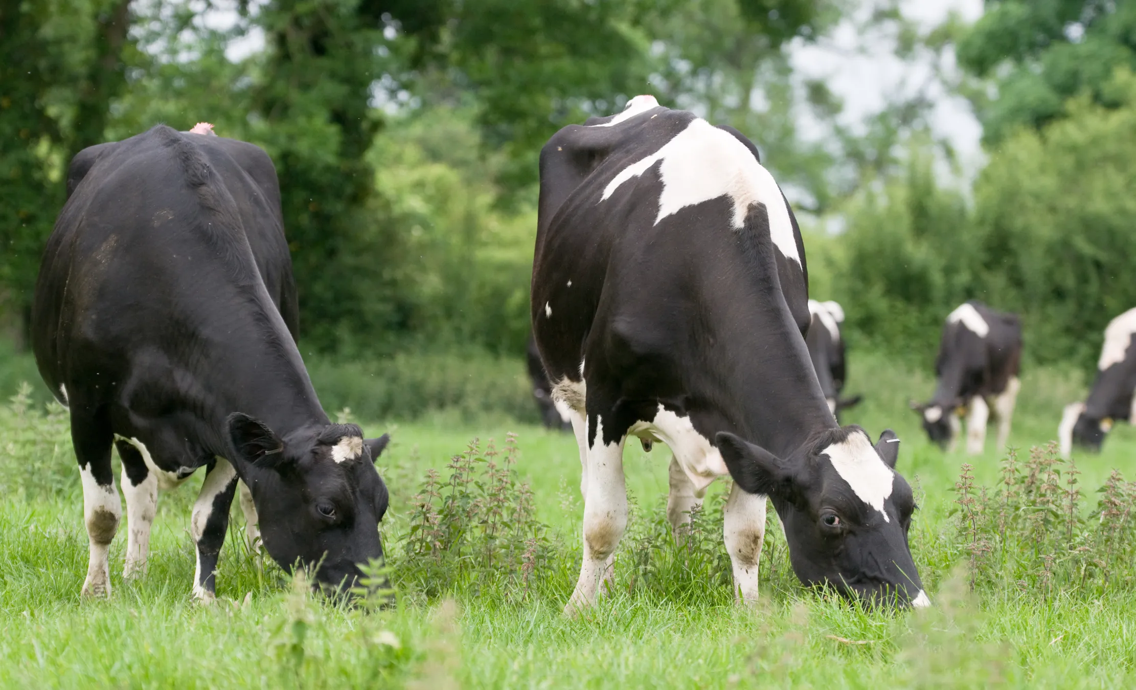 Genetic contact tracing could help curb TB outbreaks