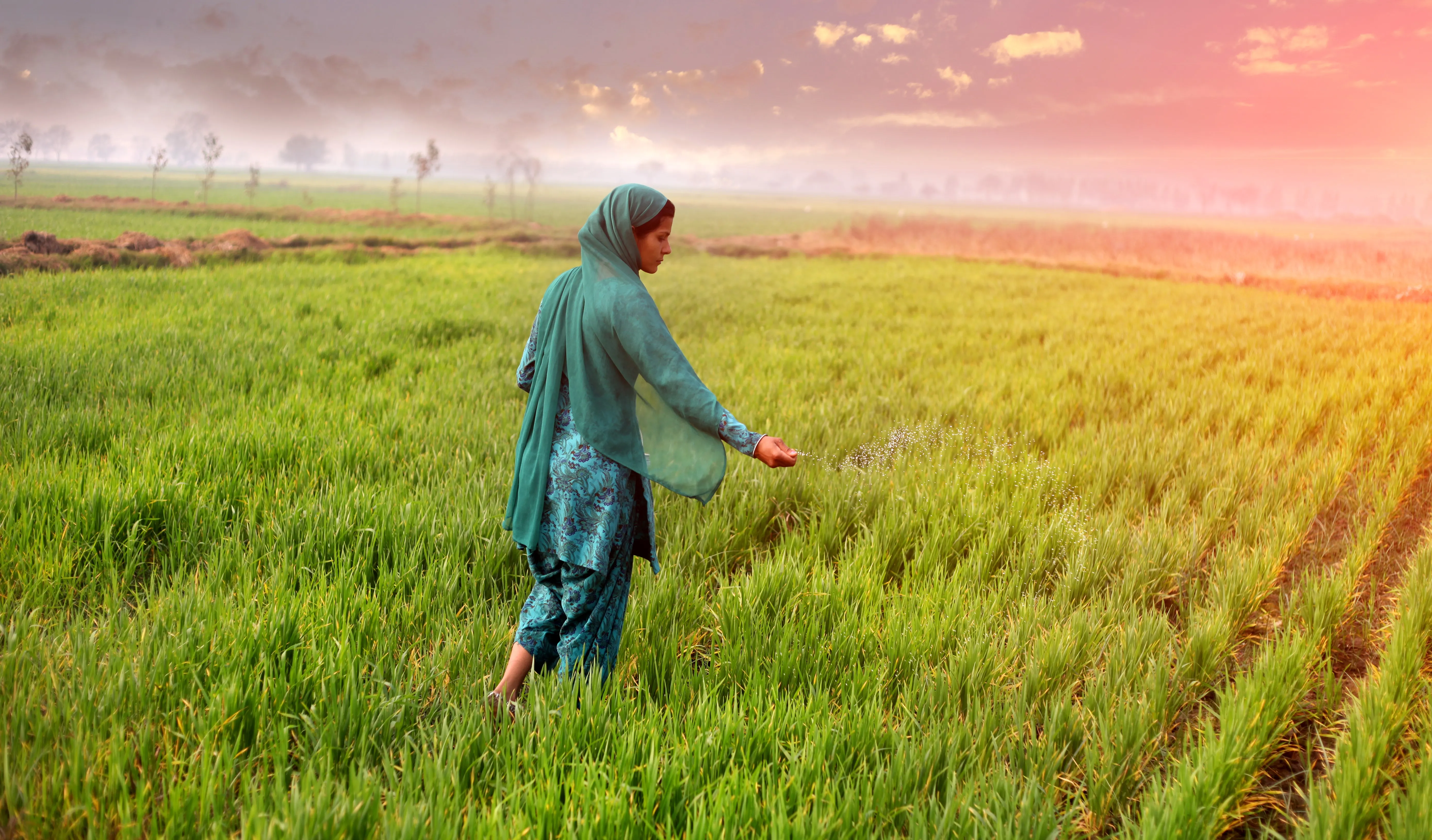 Female farmer spreading fertilizer in the wheat field during winter season under the beautiful cloudscape