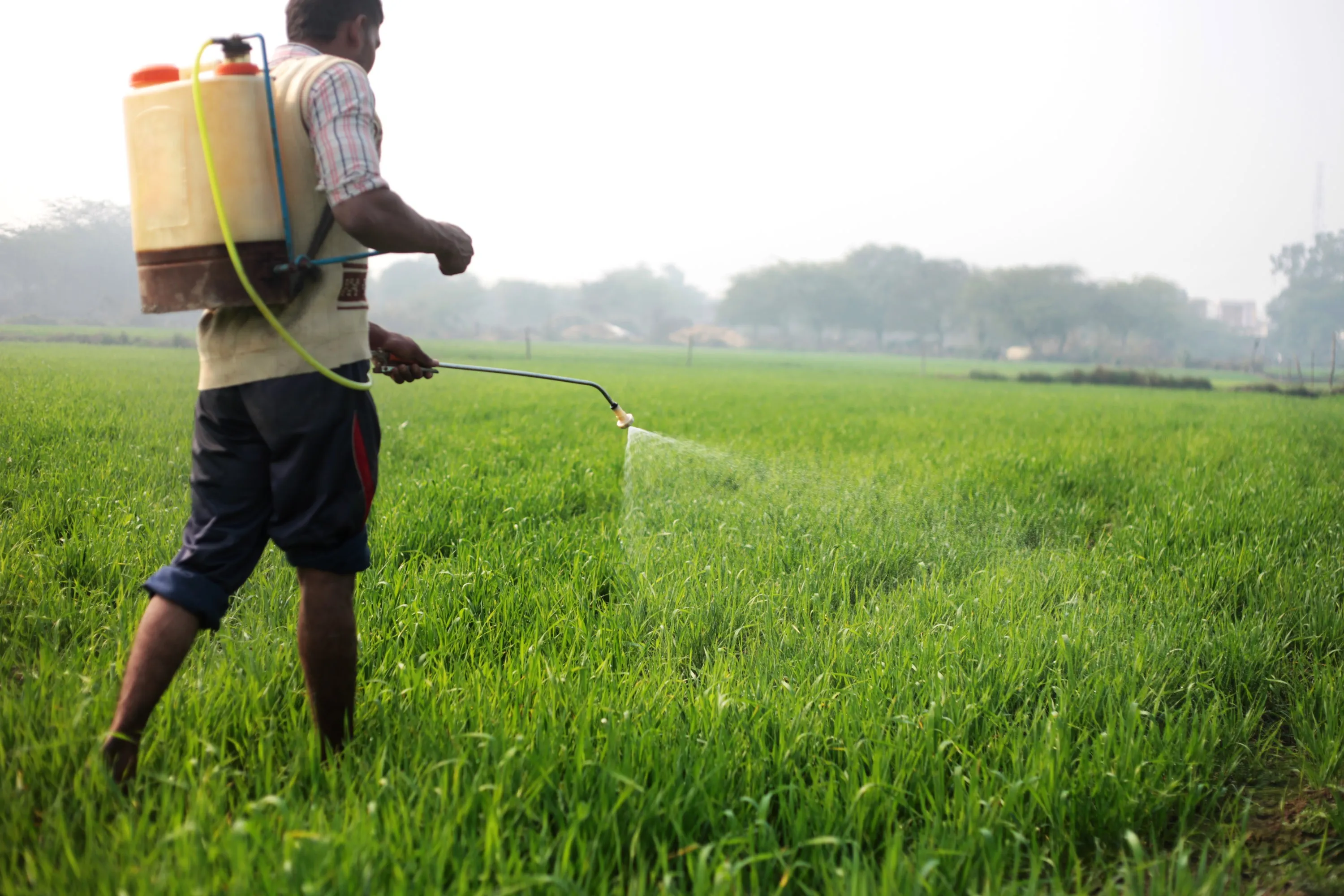 Young Indian farmer spraying pesticide from a backpack on a wheat field in India