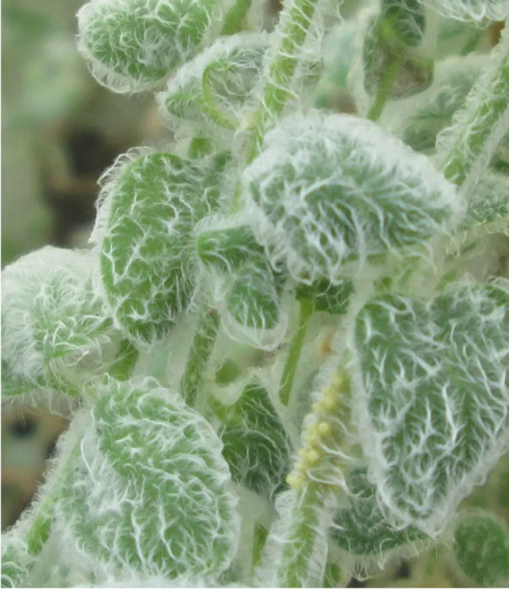 An image of a hairy Alpine snapdragon