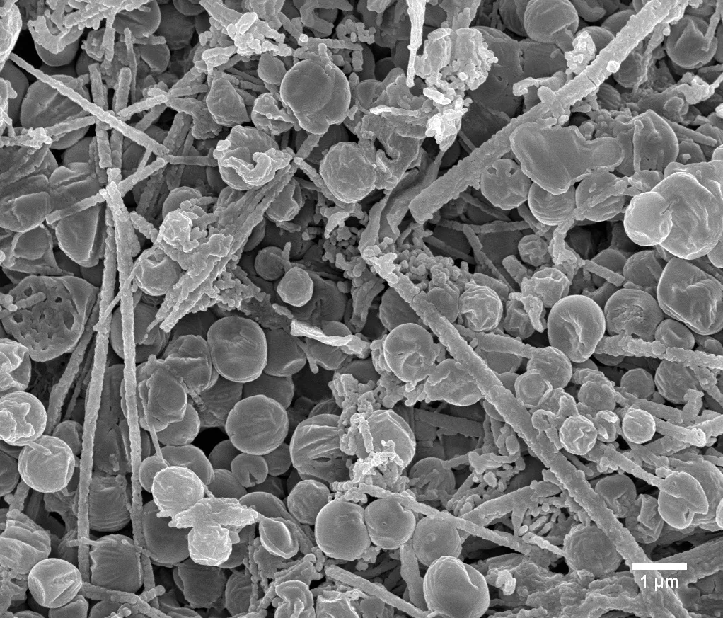 Image of microscopic fossil-like specimens created by chemical reactions