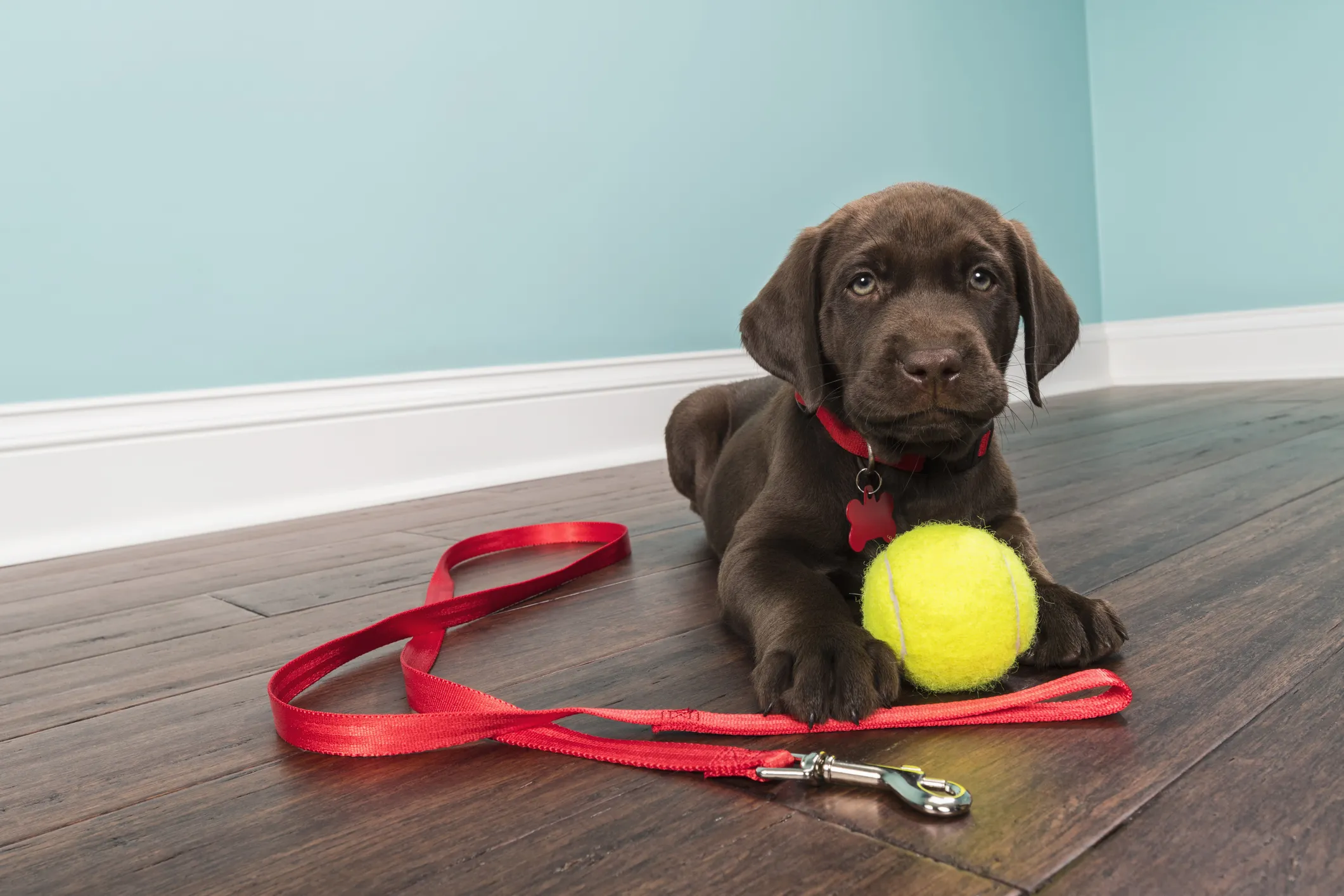 A Chocolate Labrador Puppy lying down wearing a red collar with leash and tennis ball 
