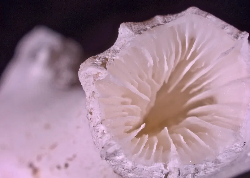 Lophelia pertusa skeleton with evidence of dissolution around the outside walls. Credit: Sebastian Hennige