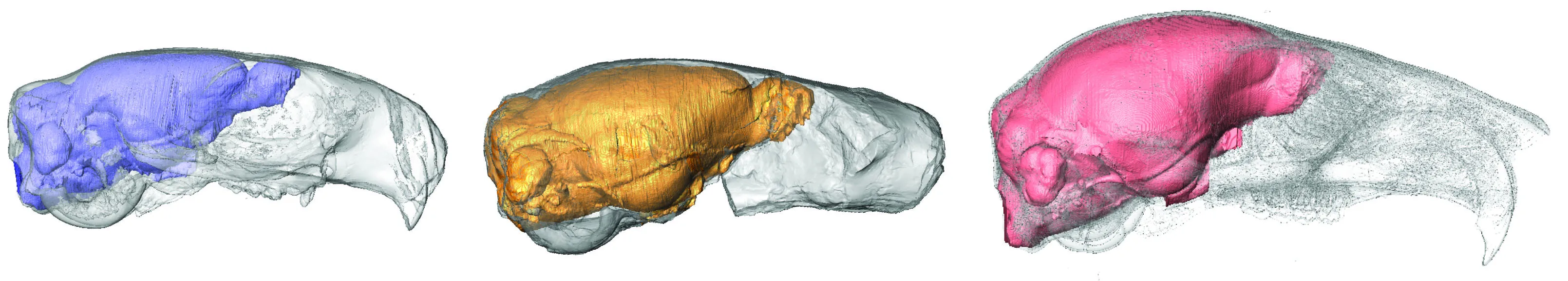 Image of virtual brain casts for Cedromus wilsoni, Protosciurus cf. rachelae and Sciurus carolinensis 