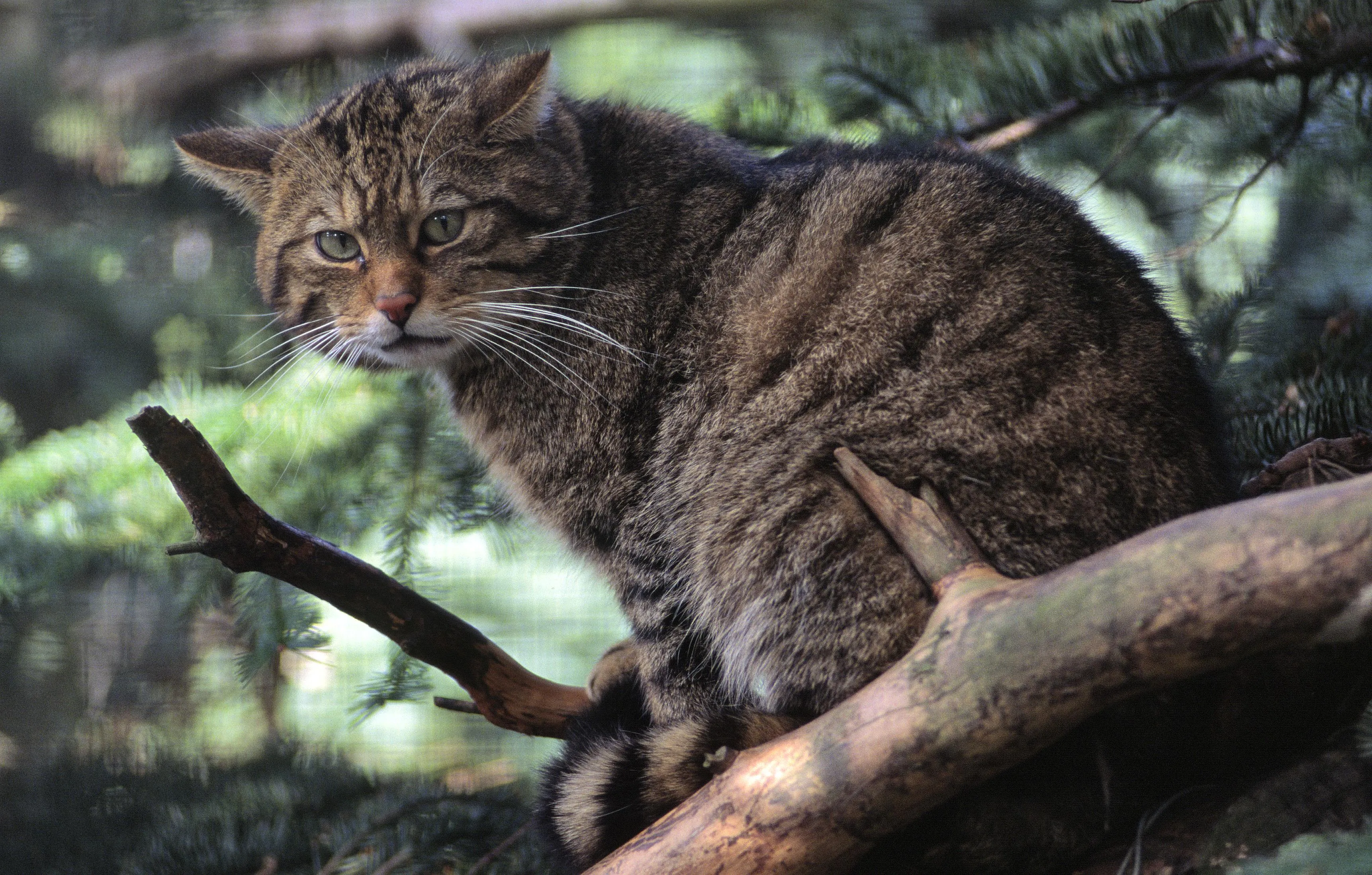 Scottish Wildcat (Felix sylvestris) at the RZSS Highland Wildlife Park