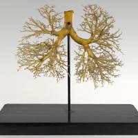 Google/Collection Lung resin cast model 