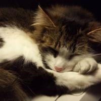 Soothing image app - cat