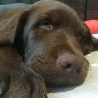 Soothing image app dog