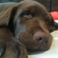 Soothing image app dog