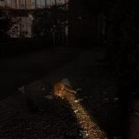 EFC student photo comp Fox Comes Out of the Forest Xinlu Cao