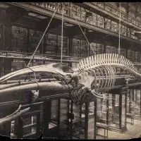 Google/Collection Anatomical Museum 