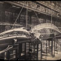 Google/Collection Anatomical Museum 