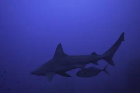 Shadowing behavior displayed by blue runner fish hiding below a sandbar shark before attacking prey. Lampione island, Central Mediterranean sea. Credit: Rocco Canella